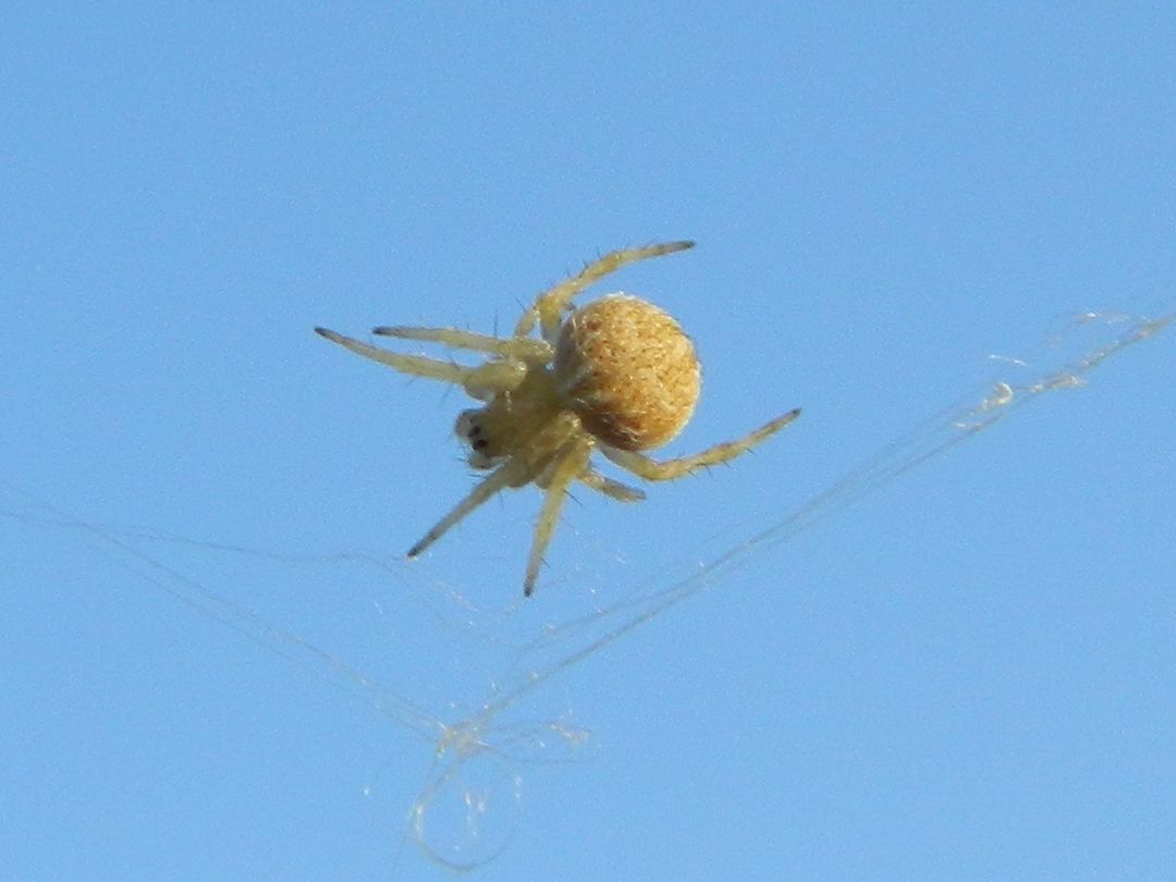 Ospite Argiope lobata: Agalenatea redii